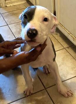 Pit Bull Terrier Dogs Available for Adoption in Memphis, Tennessee - Milo | PetCurious