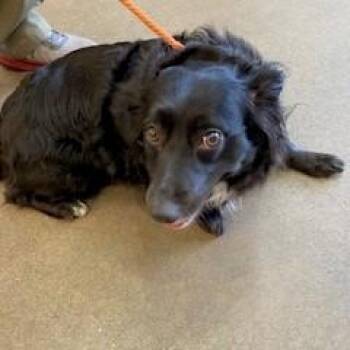 Dachshund and Mixed Breed Dogs Available for Adoption in York, Pennsylvania - Lola | PetCurious