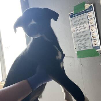 Clyde -  Mixed Breed Dog for Adoption in Summerlee, West Virginia - Clyde | PetCurious