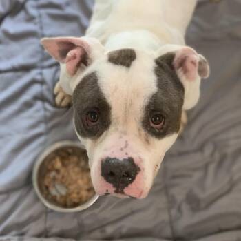 Chunk -  Pit Bull Terrier Dog for Adoption in Lynchburg, Virginia - Chunk | PetCurious