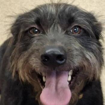 Dallas -  Terrier Dog for Adoption in Brenham, Texas - Dallas | PetCurious