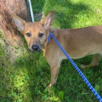 Malory -  Shepherd and Mixed Breed Dog Available for Adoption in Binghamton, New York - Malory | PetCurious