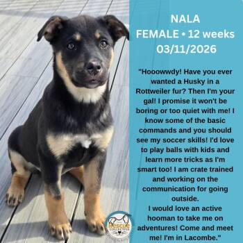 Husky and Rottweiler Dogs Available for Adoption - Nala | PetCurious