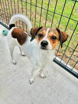 FIRST SON -  Jack Russell Terrier and Chihuahua Dog for Adoption in Bee Cave, Texas - FIRST SON | PetCurious