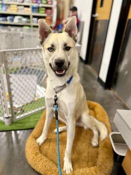 Nanuq -  Husky Dog for Adoption in Tucson, Arizona - Nanuq | PetCurious