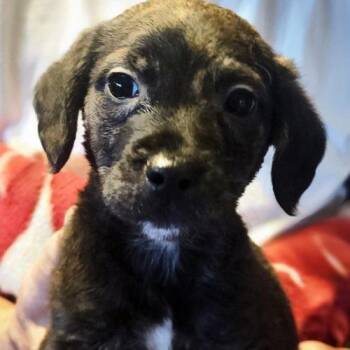 Beagle and Mixed Breed Dogs Available for Adoption in Leesburg, Alabama - Racer | PetCurious