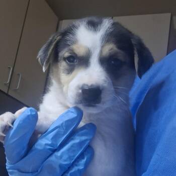 Labrador Retriever and Mixed Breed Dogs Available for Adoption - Lexus | PetCurious