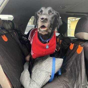 Black Labrador Retriever Dogs Available for Adoption - Eugene | PetCurious