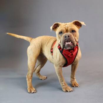 Daisy May D1621 -  French Bulldog and Chihuahua Dog for Adoption - Daisy May D1621 | PetCurious
