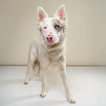 Shepherd Dogs Available for Adoption - Rocky | PetCurious