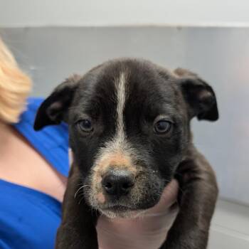 American Staffordshire Terrier Dogs Available for Adoption - Elmo | PetCurious