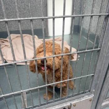 Cinnamon -  Miniature Poodle Dog for Adoption in Long Beach, California - Cinnamon | PetCurious