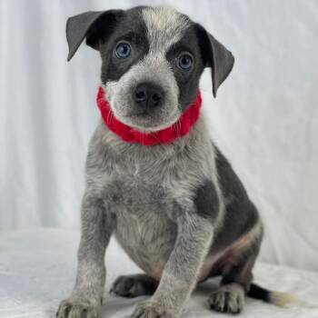Gus the adorable Mixed breed puppy -  Australian Cattle Dog Blue Heeler Dog for Adoption in Muskego, Wisconsin - Gus The Adorable Mixed Breed Puppy | PetCurious