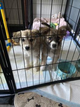 Penny -  Collie Dog for Adoption in Newport, Kentucky - Penny | PetCurious