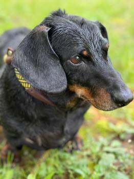 Dumpling -  Dachshund Dog for Adoption in Pomona, New York - Dumpling | PetCurious