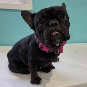 Nellie -  French Bulldog Dog for Adoption in Hutchinson, Minnesota - Nellie | PetCurious