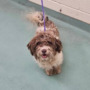 Bingo -  Mixed Breed Dog for Adoption in Memphis, Tennessee - Bingo | PetCurious
