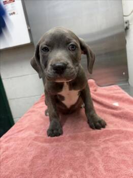 *MERIDA -  Pit Bull Terrier Dog for Adoption in Woodland, California - *MERIDA | PetCurious