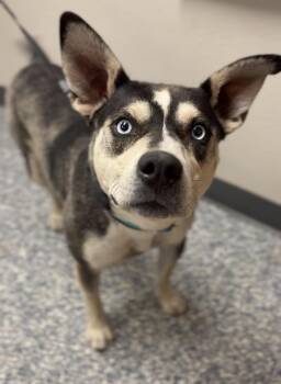 Ghost -  Husky and Mixed Breed Dog for Adoption in Bemidji, Minnesota - Ghost | PetCurious