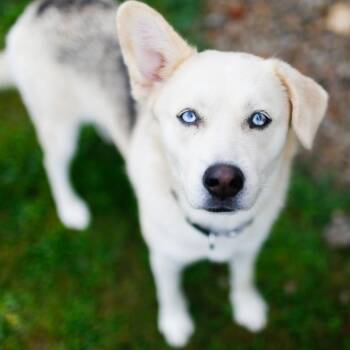 Lucky *Available Soon* -  Husky and Mixed Breed Dog for Adoption in Dover, New Hampshire - Lucky *Available Soon* | PetCurious
