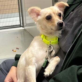 Rescue Chihuahua and Terrier Dogs for Adoption in Incline Village, Nevada - Eggplant Parm | PetCurious