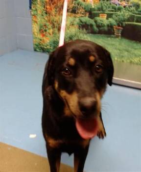 Rottweiler Dogs Available for Adoption in Moreno Valley, California - BLAIR | PetCurious