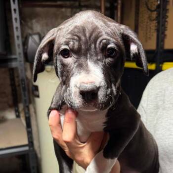 Della -  Mixed Breed Dog for Adoption in Dekalb, Illinois - Della | PetCurious