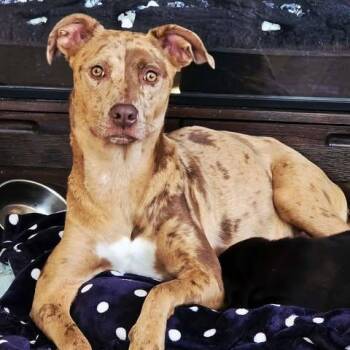 Mixed Breed Dogs Available for Adoption - Cammi | PetCurious