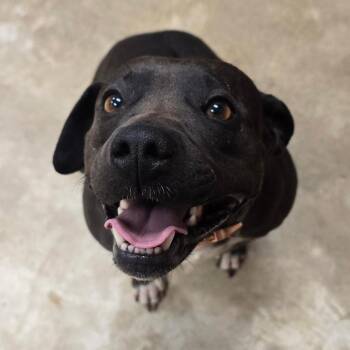 Terrier and Mixed Breed Dogs Available for Adoption in Tupelo, Mississippi - Pigeon 052002U | PetCurious
