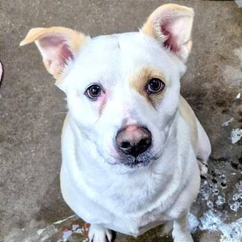 Dolly -  Mixed Breed Dog for Adoption in Milan, Illinois - Dolly | PetCurious