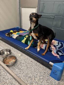 Miniature Pinscher Dogs Available for Adoption in Plymouth, Connecticut - Bruiser | PetCurious