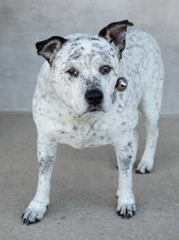 Audio -  Mixed Breed Dog for Adoption in Longmont, Colorado - Audio | PetCurious