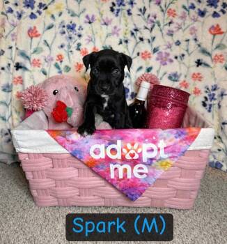 American Bulldog Dogs Available for Adoption - Spark- Igna | PetCurious