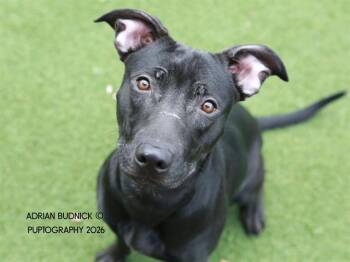 Mixed Breed Dogs Available for Adoption in Nashville, Tennessee - Tauros | PetCurious