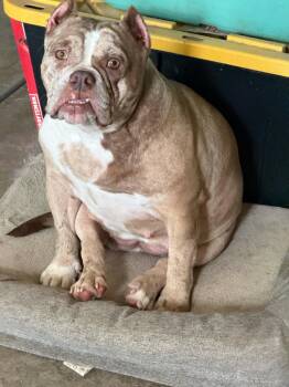 Pixel -  English Bulldog and Staffordshire Bull Terrier Dog for Adoption in Farmersville, Texas - Pixel | PetCurious