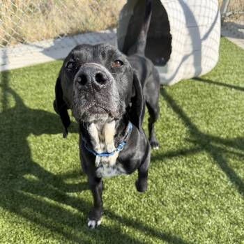 Black Labrador Retriever and German Shorthaired Pointer Dogs Available for Adoption in Cody, Wyoming - Cash | PetCurious