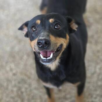 Yahtzee JuM -  Australian Kelpie and Cattle Dog Dog for Adoption in Austin, Texas - Yahtzee JuM | PetCurious