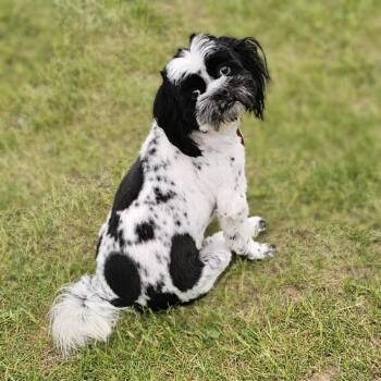 Shih Tzu Dogs Available for Adoption in Fenton, Michigan - ROCKY | PetCurious