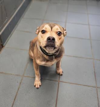 Toggle -  Mixed Breed Dog for Adoption in Nashville, Tennessee - Toggle | PetCurious