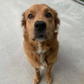 Larada -  Golden Retriever Dog for Adoption in Berryville, Virginia - Larada | PetCurious