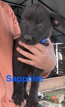 Sapphire -  Shepherd Dog for Adoption in Vancouver, Washington - Sapphire | PetCurious