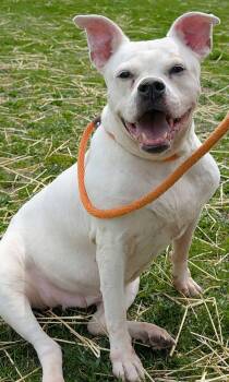Bulldog and American Staffordshire Terrier Dogs Available for Adoption in Midlothian, Illinois - Bella | PetCurious