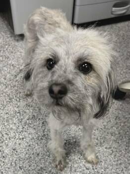 Terrier Dogs Available for Adoption in Elkhorn, Wisconsin - Lacey | PetCurious