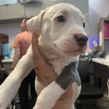 Mixed Breed Dogs Available for Adoption in Port Charlotte, Florida - 0552-D26 | PetCurious