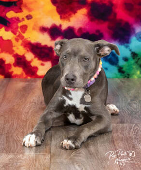 Rescue Pit Bull Terrier Dogs for Adoption in Tulsa, Oklahoma - Betsy | PetCurious