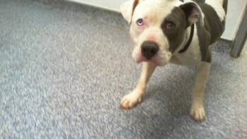 PERCY -  Pit Bull Terrier Dog for Adoption in Charlotte, North Carolina - PERCY | PetCurious