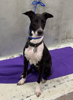 Rescue Labrador Retriever and Mixed Breed Dogs for Adoption in Houston, Texas - SANDIE | PetCurious