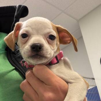 Danish -  Mixed Breed Dog for Adoption in Greensboro, Georgia - Danish | PetCurious