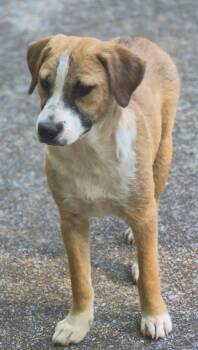 Katmai -  Mixed Breed Dog for Adoption in Taycheedah, Wisconsin - Katmai | PetCurious
