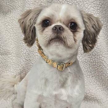 Simon -  Shih Tzu Dog for Adoption in Waterloo, Iowa - Simon | PetCurious